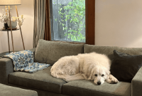 Medley Non-Toxic Sofa Review: Real-Life Comfort & Durability