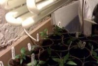 Grow Lights for Chili Peppers: How to Choose & Maximize Yield