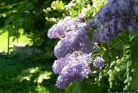Grow Lilacs from Suckers: Step-by-Step Guide for Strong Plants