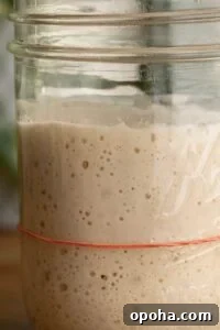 Close-up of a glass jar containing bubbling sourdough starter