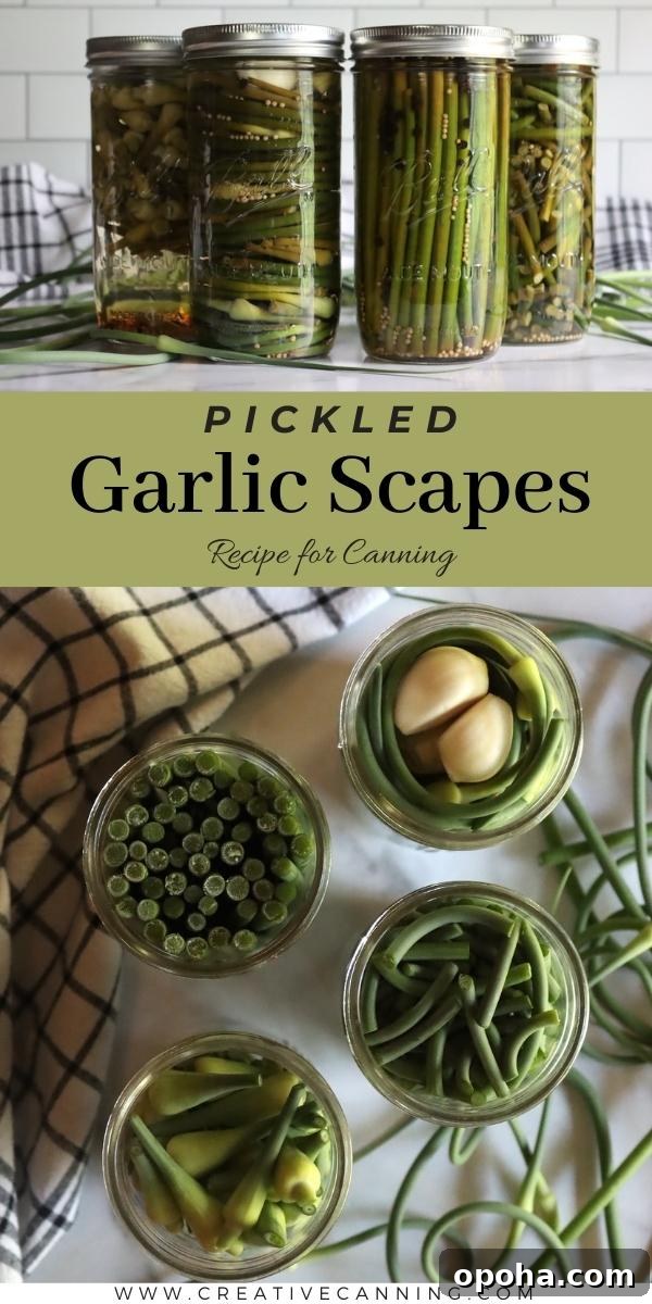 Canning Pickled Garlic Scapes