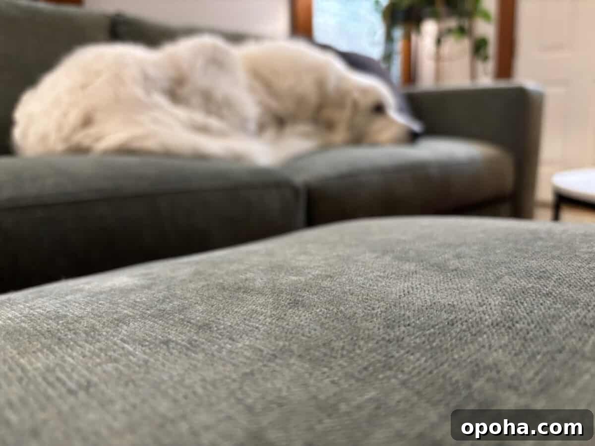 a blur picture of a white dog sitting on the gray Rio Sofa from Medley