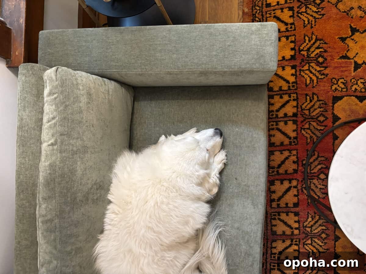 a top angle of a white dog sitting on the Rio Sofa from Medley