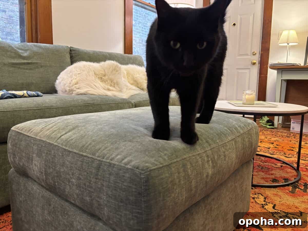 a black cat and a white dog on the Rio Sofa from Medley in the living room