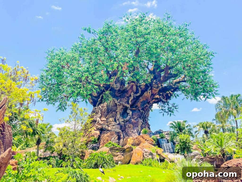 Tree of Life at Animal Kingdom.