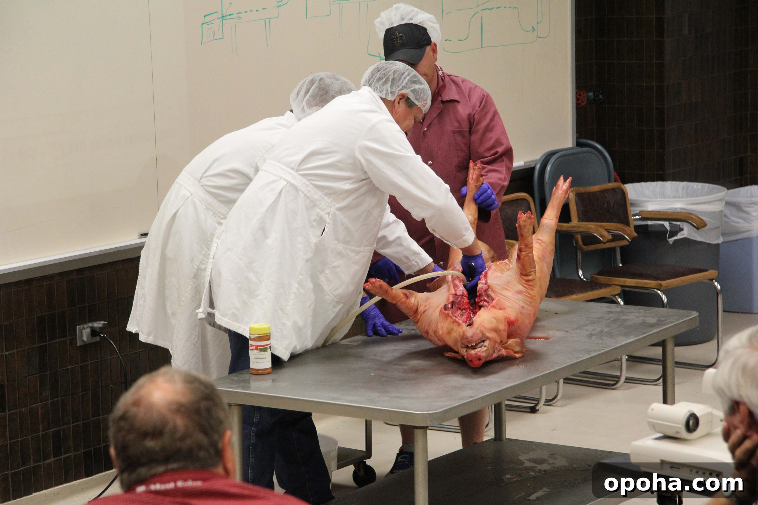 The whole hog is injected in class in preparation for cooking