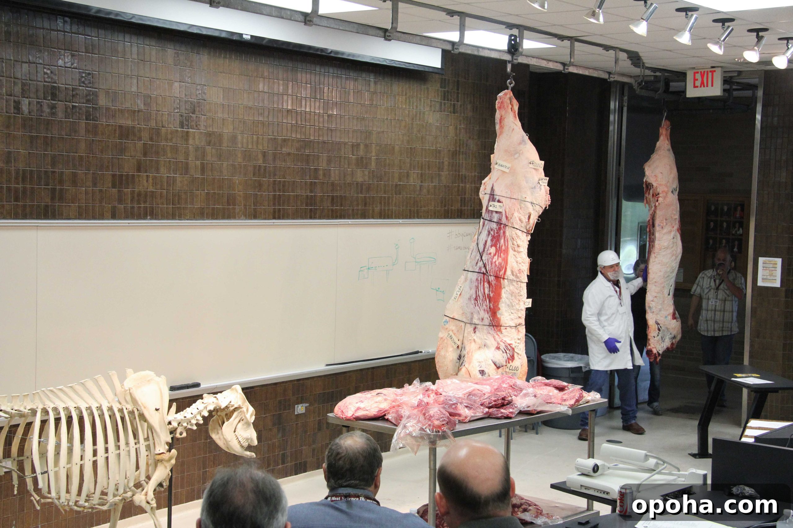 Beef sides are pushed along the rail into class for the anatomy overview