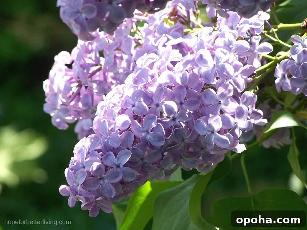 Grow Lilacs from Suckers: Step-by-Step Guide for Strong Plants 2 img 9153 1
