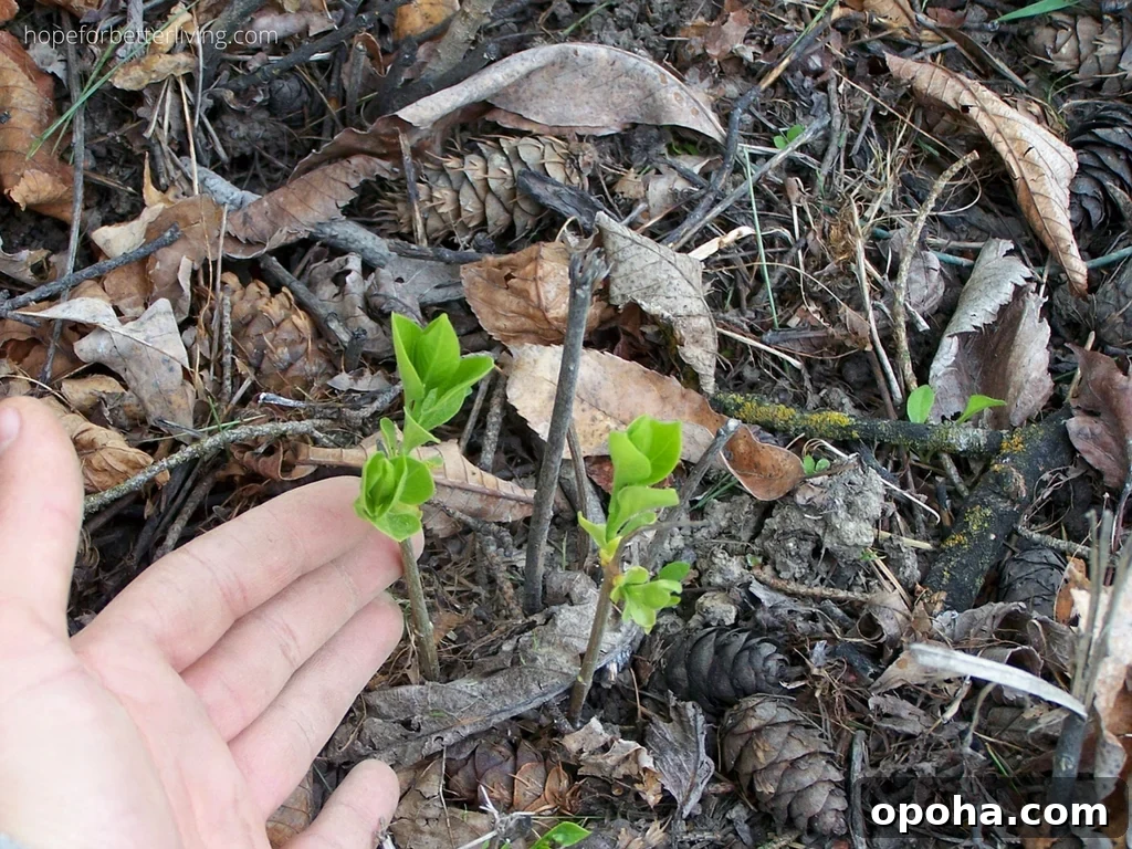 Grow Lilacs from Suckers: Step-by-Step Guide for Strong Plants 3 Young lilac sprouts popping through the earth