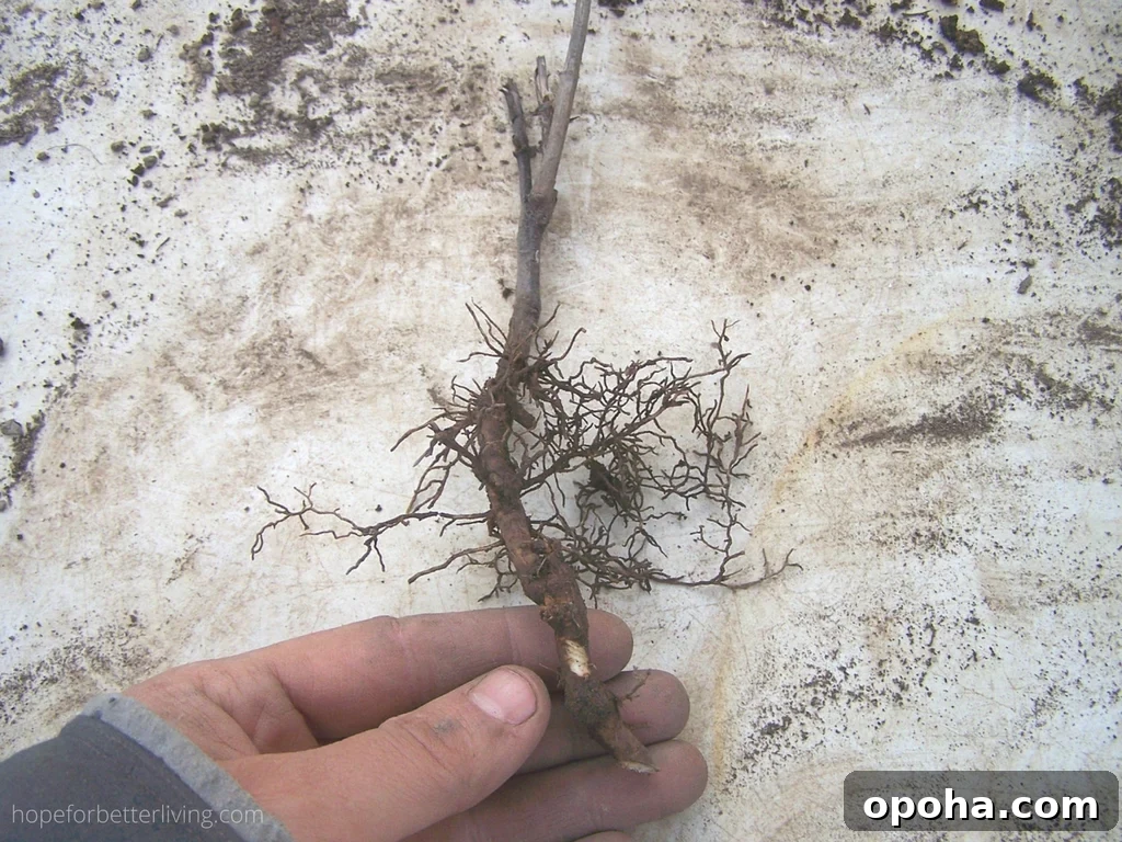 Grow Lilacs from Suckers: Step-by-Step Guide for Strong Plants 4 img 9153 3
