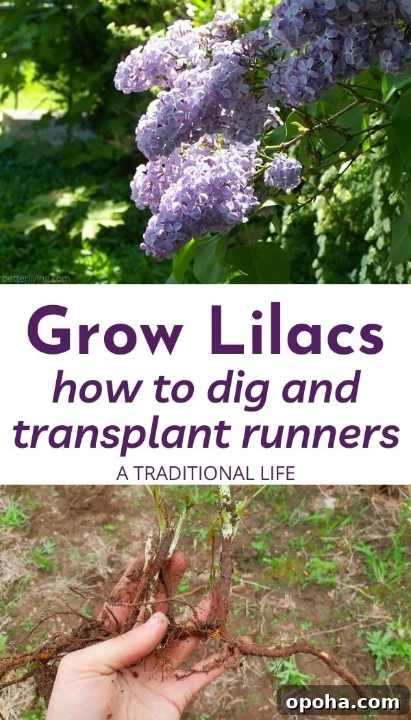 Grow Lilacs from Suckers: Step-by-Step Guide for Strong Plants 5 Learn how to dig and transplant lilac runners